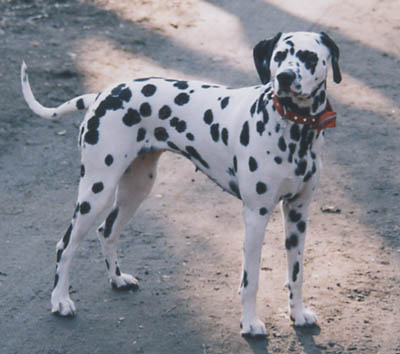 Checkpoint Bravo's Desteny