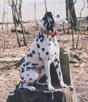 Checkpoint Bravo's Desteny