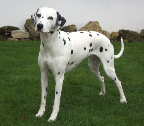 Alina von den Wallufer M&uuml;hlen