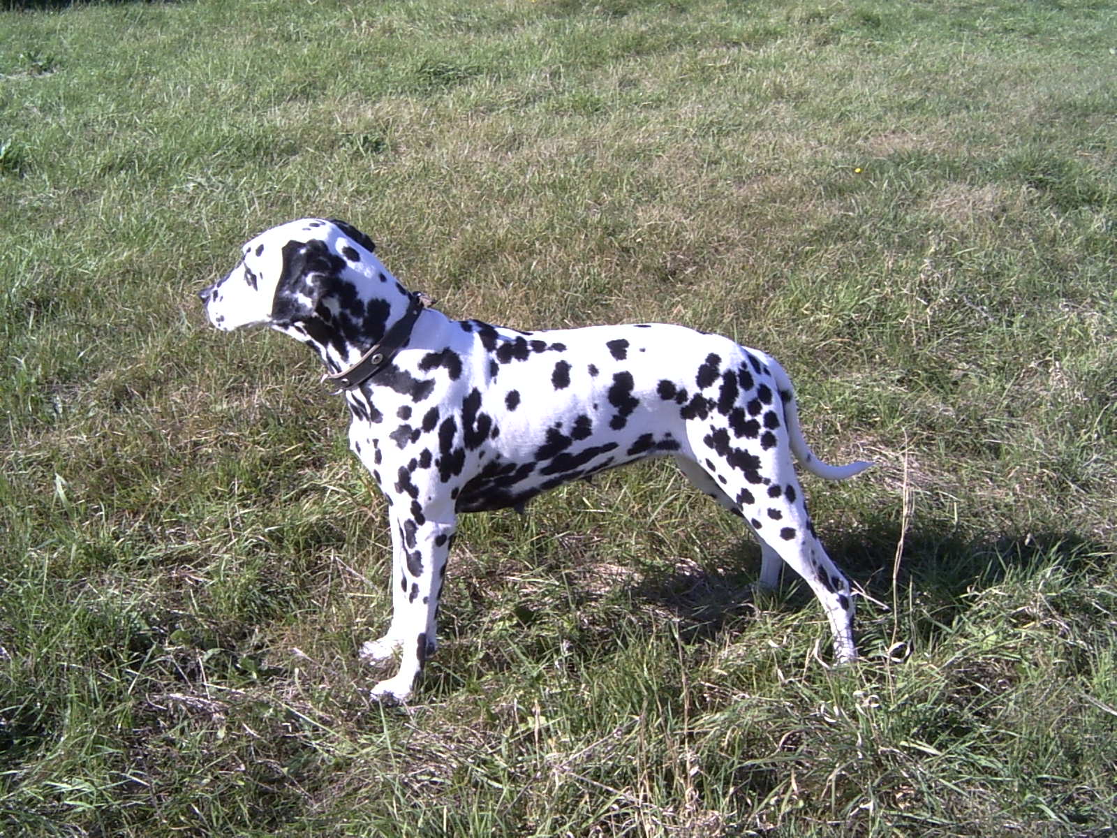 Firefly vom Rustelmark