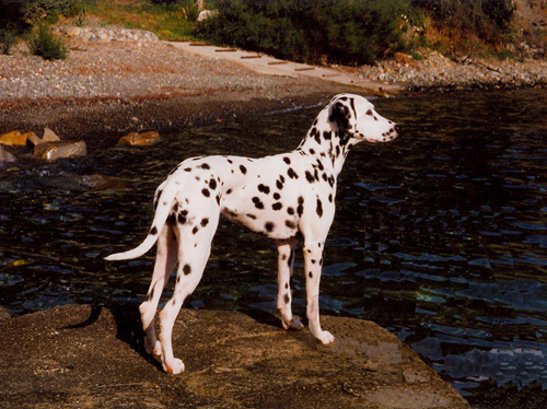 Alaisa vom Mindelrauschen