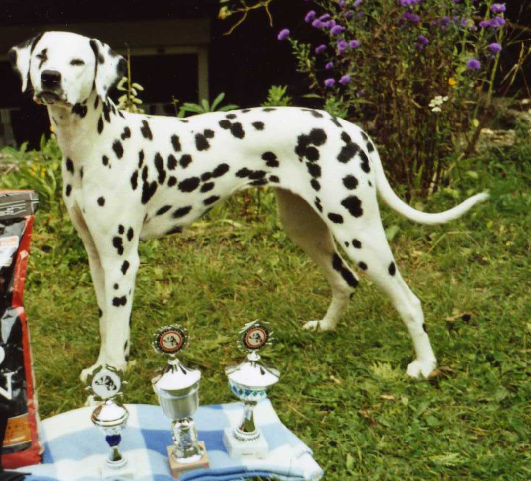 Fearchara von Scheßlitz