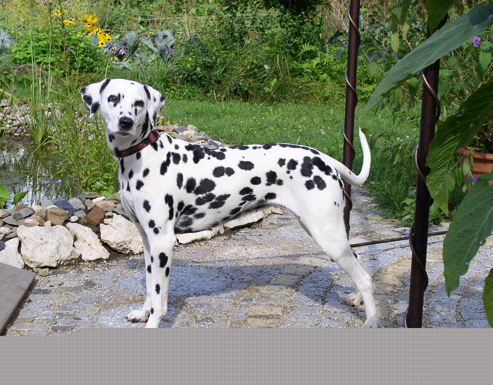 Djumana von Scheßlitz