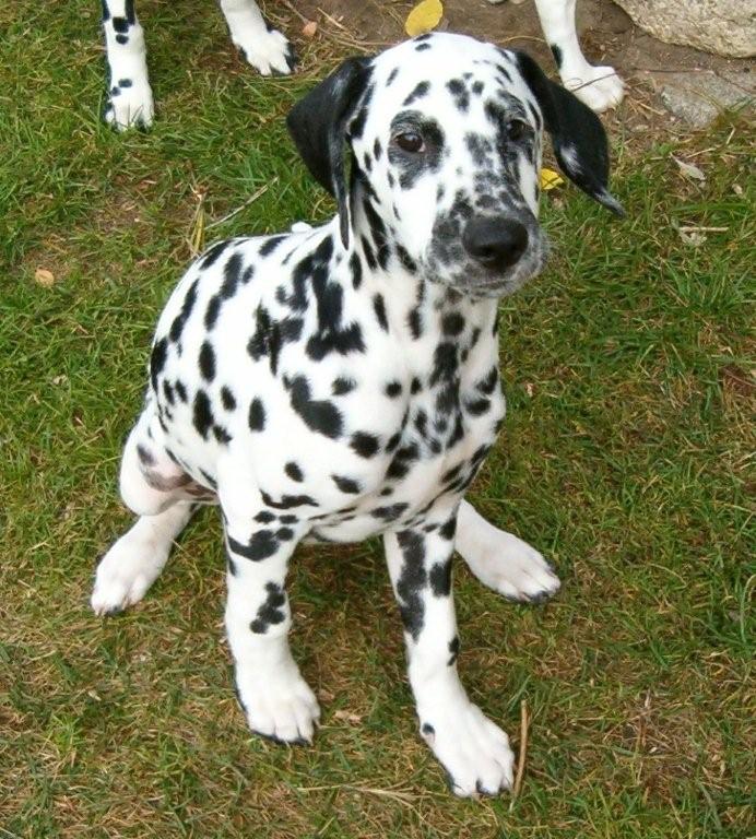 Elias von der Gold-Ulme